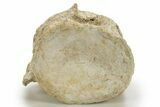 Fossil Plesiosaur (Zarafasaura) Vertebra - Morocco #317025-2